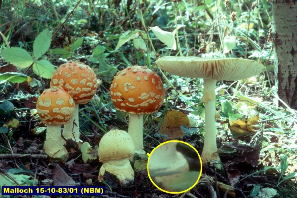 Picture of Amanita muscaria from Ontario